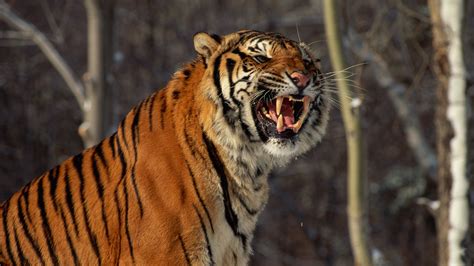 are there wild tigers in china